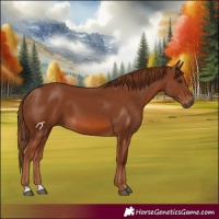 Horse Color:Chestnut 