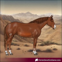 Horse Color:Chestnut 