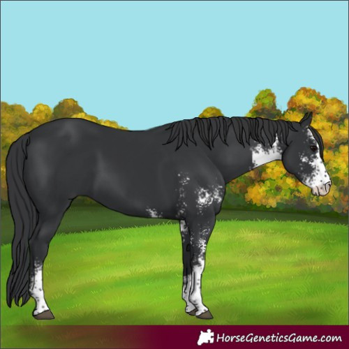 Horse Color:Black Sabino