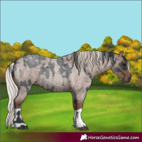 Horse Color:Blue Roan  and Silver Blue Roan 