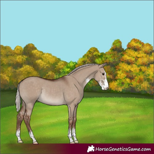 Horse Color:Silver Grullo Sabino Rabicano 