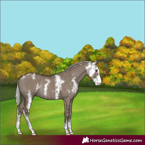 Horse Color:Silver Grullo Sabino Rabicano 