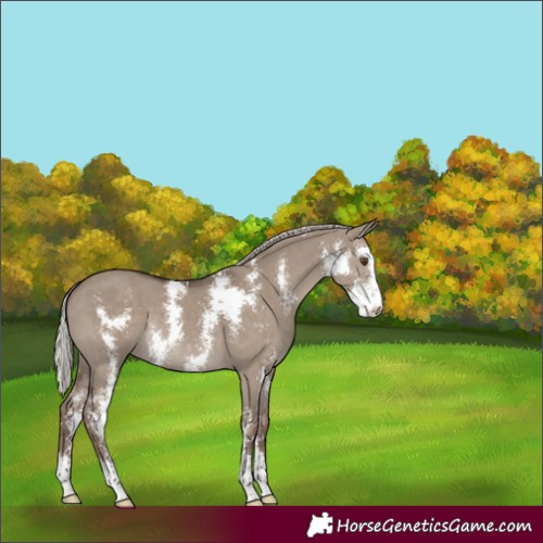 Horse Color:Silver Grullo Sabino 