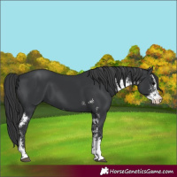 Horse Color:Black Sabino 