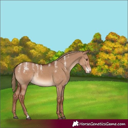 Horse Color:Powder White Red Dun 