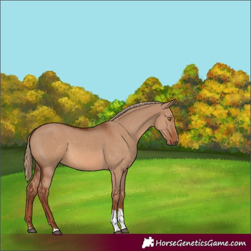 Horse Color:Red Dun Sabino 