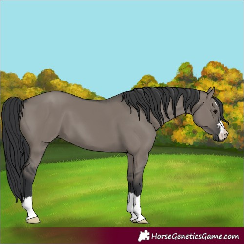 Horse Color:Grullo 