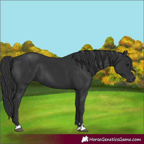 Horse Color:Black 