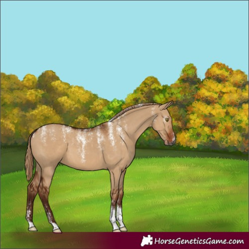 Horse Color:Powder White Gray Red Dun 
