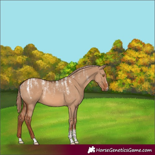 Horse Color:Powder White Red Dun 