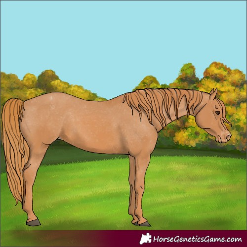 Horse Color:Chestnut Appaloosa 