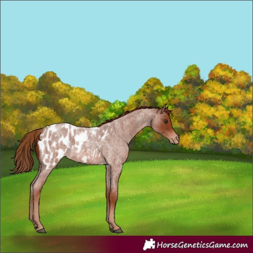Horse Color:Red Roan Appaloosa