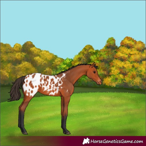 Horse Color:Bay Appaloosa