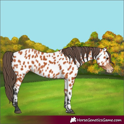 Horse Color:Bay Appaloosa