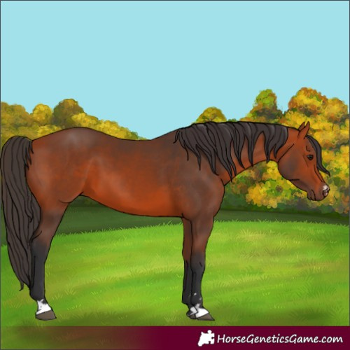 Horse Color:Unknown 