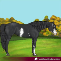 Horse Color:Black Sabino