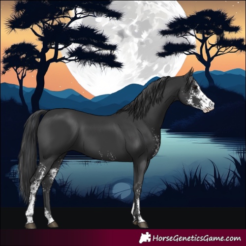 Horse Color:Black Sabino 