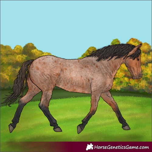 Horse Color:Unknown 