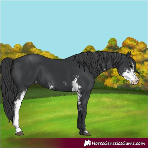Horse Color:Black Sabino 