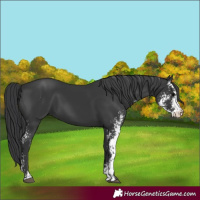 Horse Color:Black Sabino 