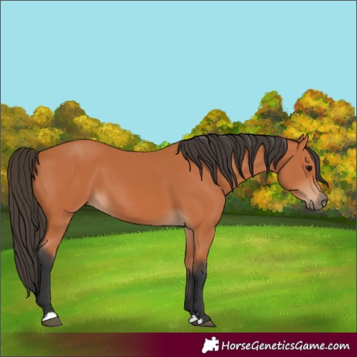 Horse Color:Unknown 