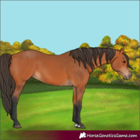 Horse Color:Unknown 