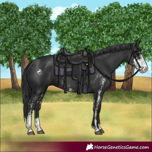 Horse Color:Black Sabino 