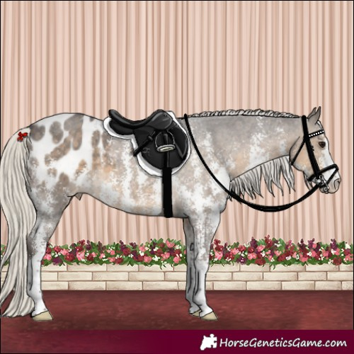 Horse Color:Silver Smoky Black Sabino Appaloosa 