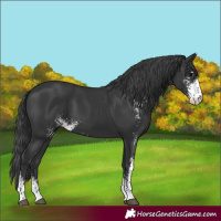 Horse Color:Black Sabino 