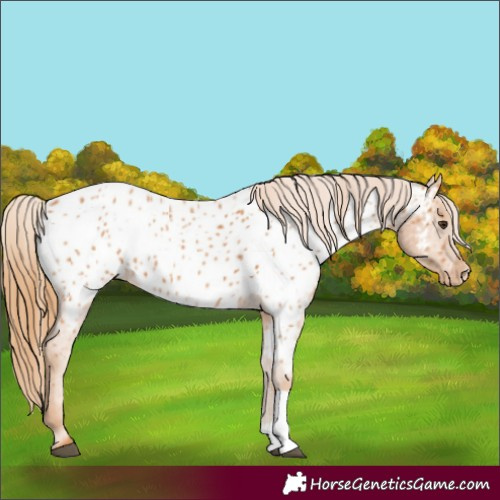 Horse Color:Chestnut Tobiano Appaloosa 