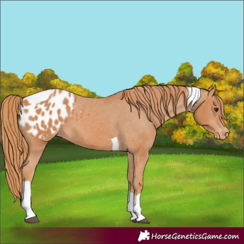 Horse Color:Unknown 