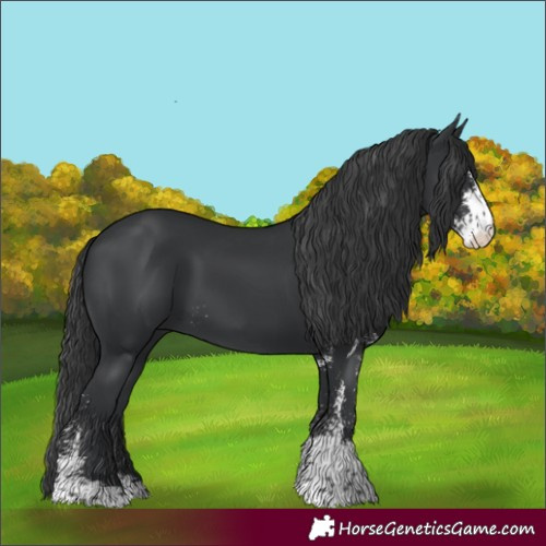 Horse Color:Black Sabino
