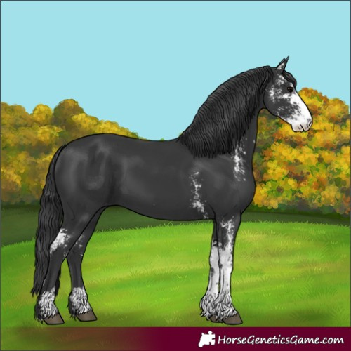 Horse Color:Black Sabino