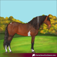 Horse Color:Bay Tobiano Appaloosa 