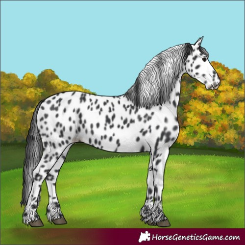 Horse Color:Black Appaloosa 