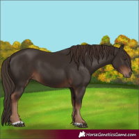 Horse Color:Liver Chestnut 