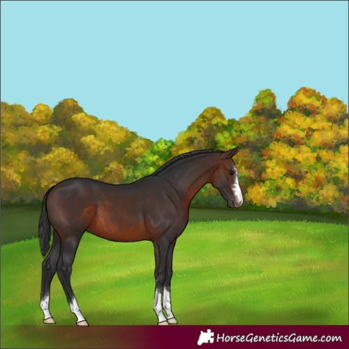 Horse Color:Brown Appaloosa 