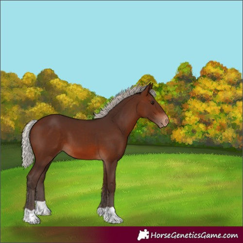 Horse Color:Silver Brown Appaloosa 