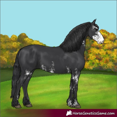 Horse Color:Unknown 
