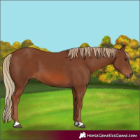 Horse Color:Chestnut 