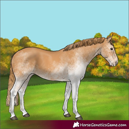 Horse Color:White Spotted Chestnut