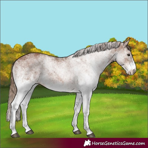 Horse Color:White Spotted Chestnut 