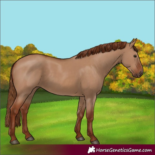 Horse Color:Red Dun 