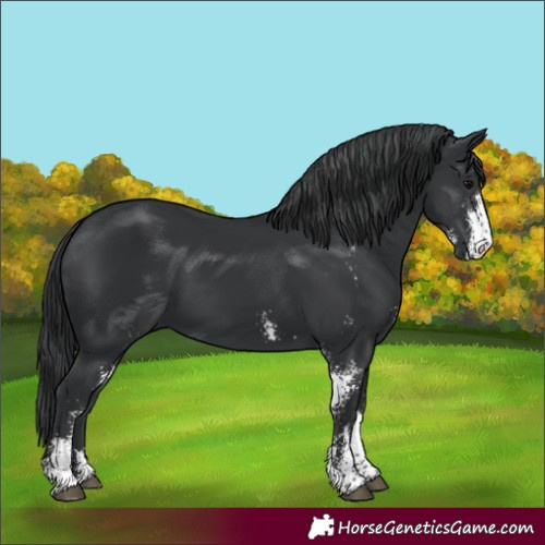 Horse Color:Black Sabino 