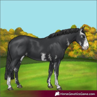 Horse Color:Black Sabino 