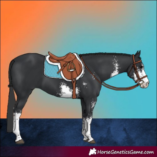Horse Color:Black Sabino 
