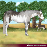 Horse Color:White Spotted Silver Smoky Black