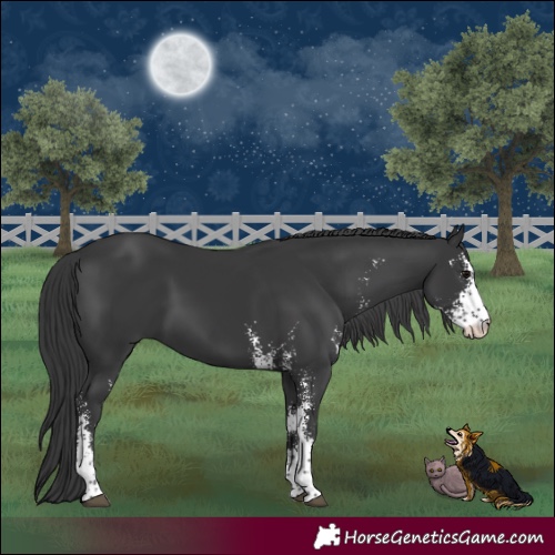 Horse Color:Black Sabino 