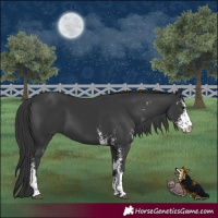 Horse Color:Black Sabino