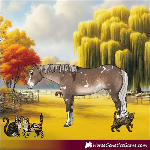 Horse Color:White Spotted Silver Brown Dun Splash Rabicano 